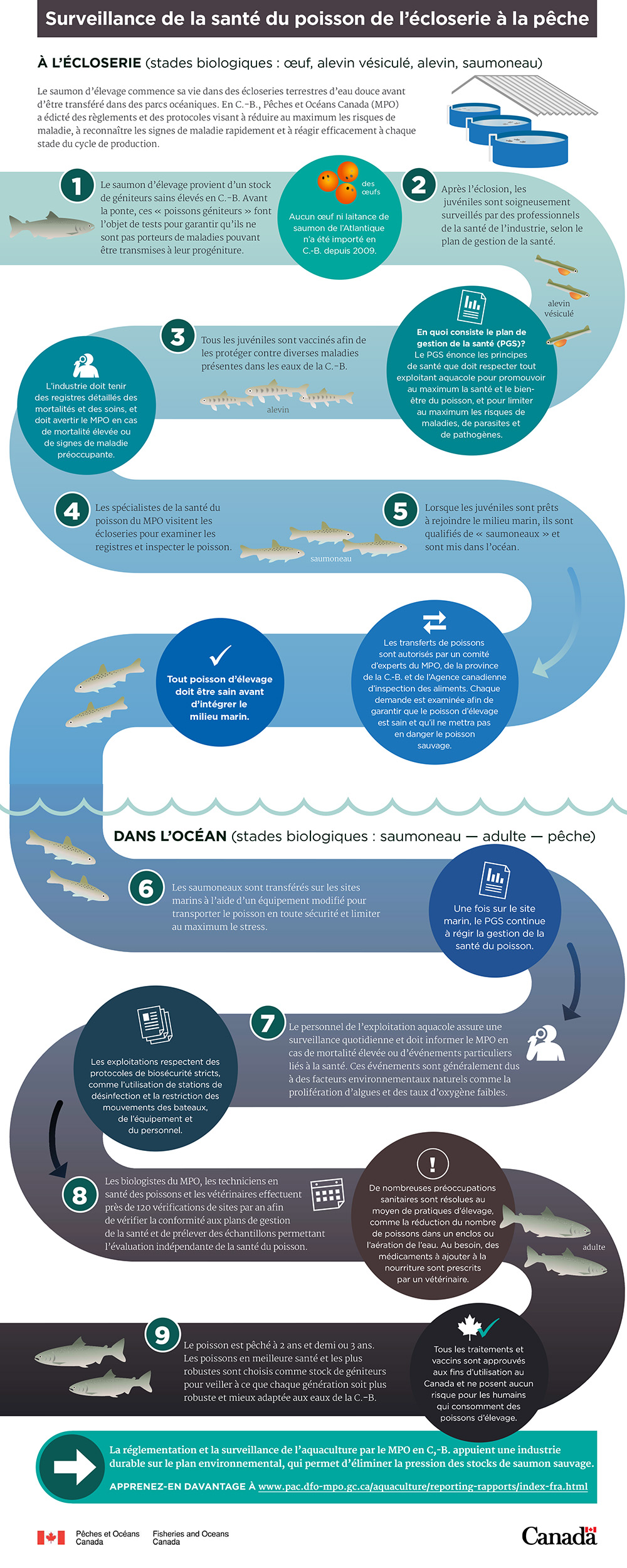 Infographie : Surveillance de la santé du poisson de l'écloserie à la pêche