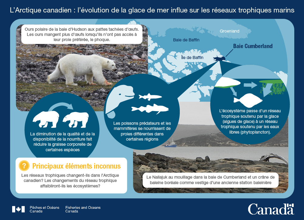 5.	L'Arctique canadien : L'évolution de la glace de mer influe sur les réseaux trophiques marins
