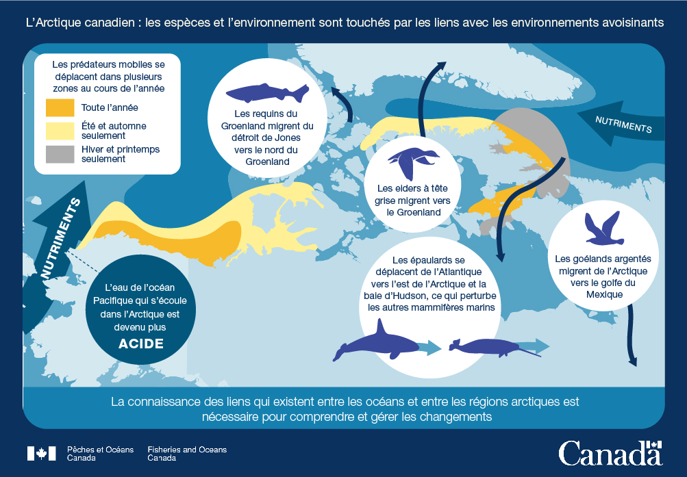 10. L'Arctique canadien : Les espèces et l'environnement sont touchés par les liens avec les environnements avoisinants
