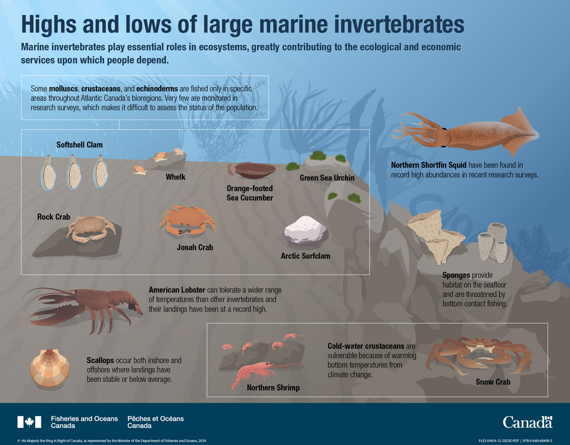 Canada’s Oceans Now, Atlantic Ecosystems 2022 - Highs and lows of large marine invertebrates