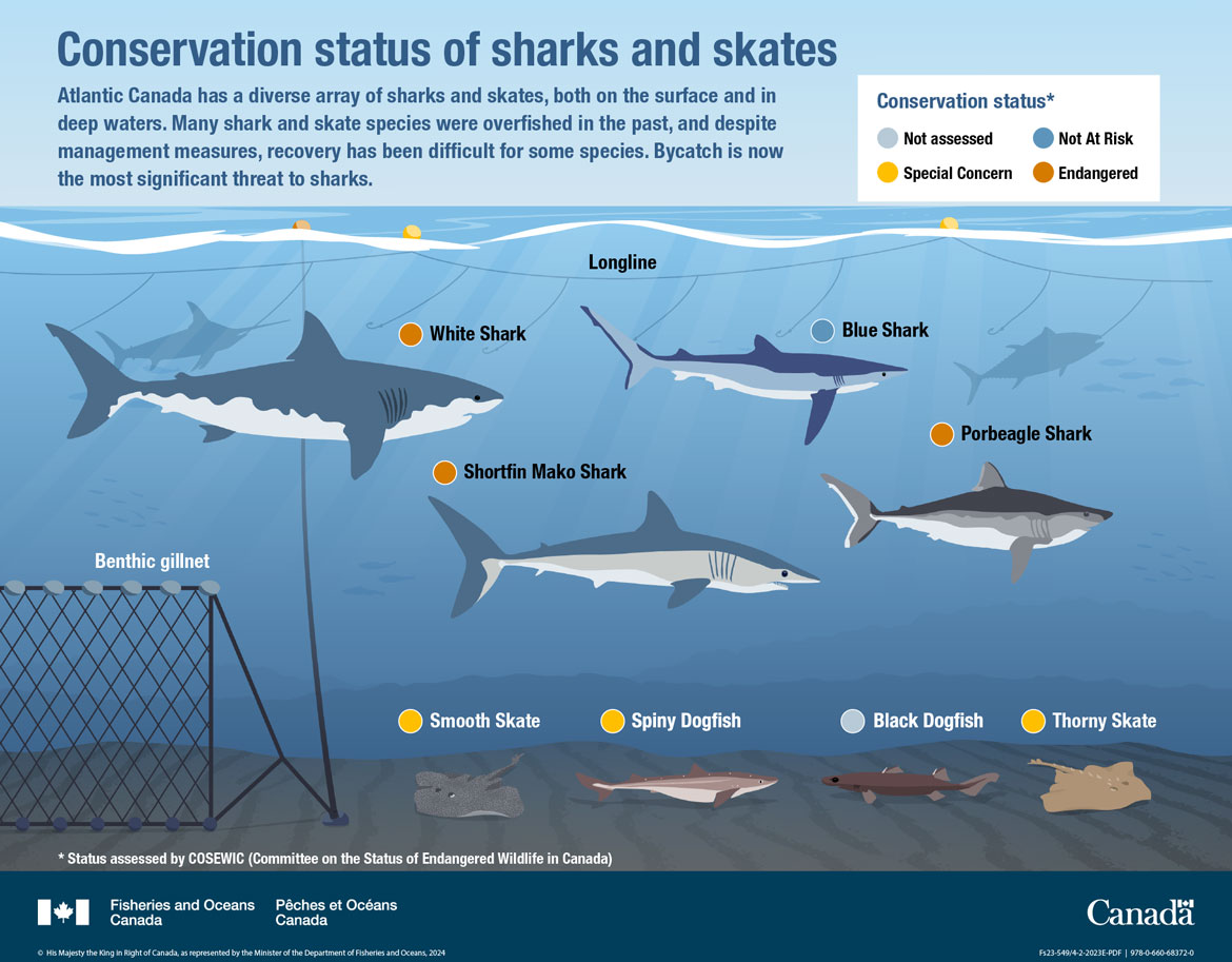 Canada’s Oceans Now, Atlantic Ecosystems 2022 - Conservation status of sharks and skates