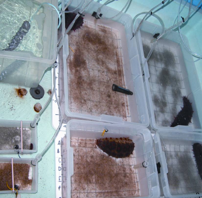 Essais expérimentaux menés sur des holothuries (Parastichopus californicus) pour déterminer les taux de consommation d'excréments de morue charbonnière.