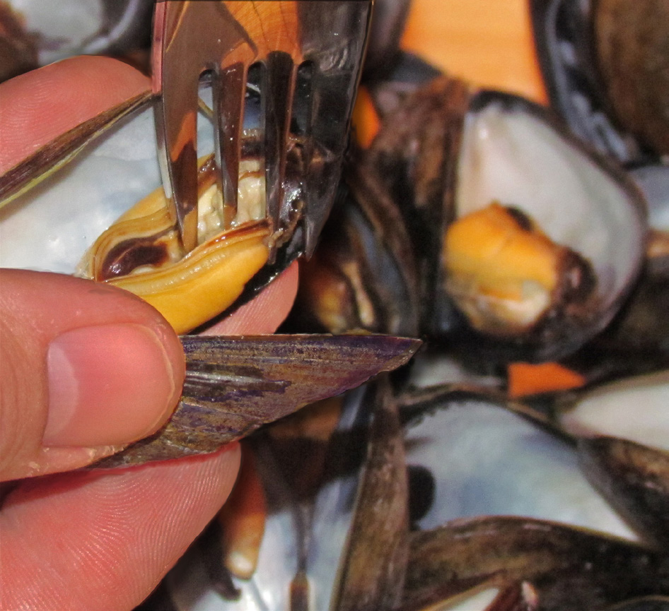 Marine finfish aquaculture site