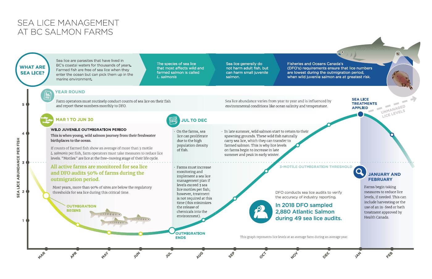 Image: Sea lice management at BC salmon farms infographic