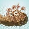 sea urchins