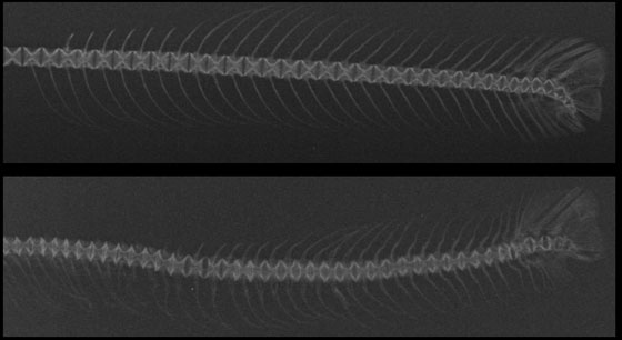 Spinal cords of healthy Rainbow Trout (top) and phosphorus-deficient Rainbow Trout (bottom)