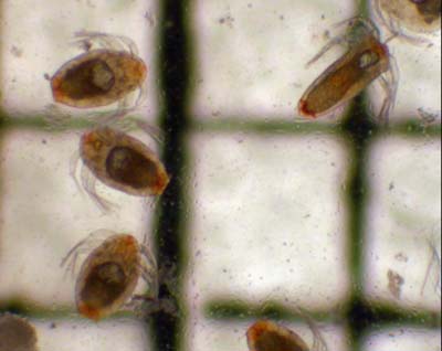 Vue microscopique de larves nouvellement écloses de poux du poisson (Lepeophtheirus salmonis) préservées dans la formaline aux stades naupliens I et II. Chaque cellule du quadrillage de référence représente 1 mm²