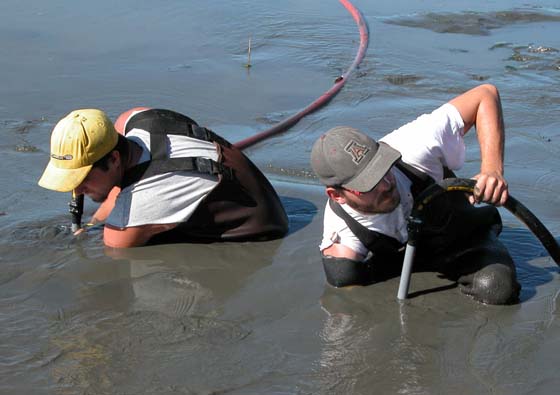 Récolte de panopes du Pacifique cultivées dans un site intertidal à l'aide d'une lance à haute pression