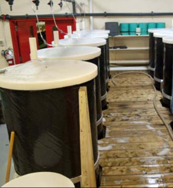 Réservoirs cylindro-coniques de 450-L utilisés pour la culture de larves de homard américain en eau enrichie