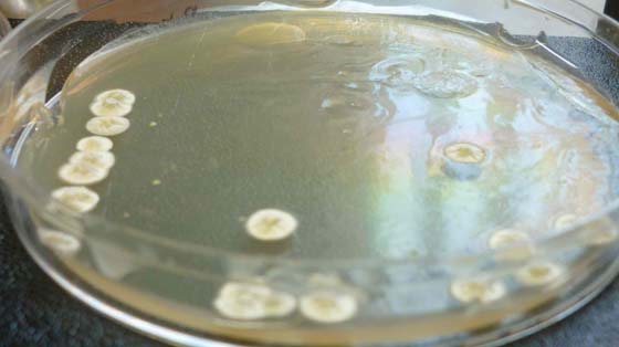 Culture d'une souche de Streptomyces