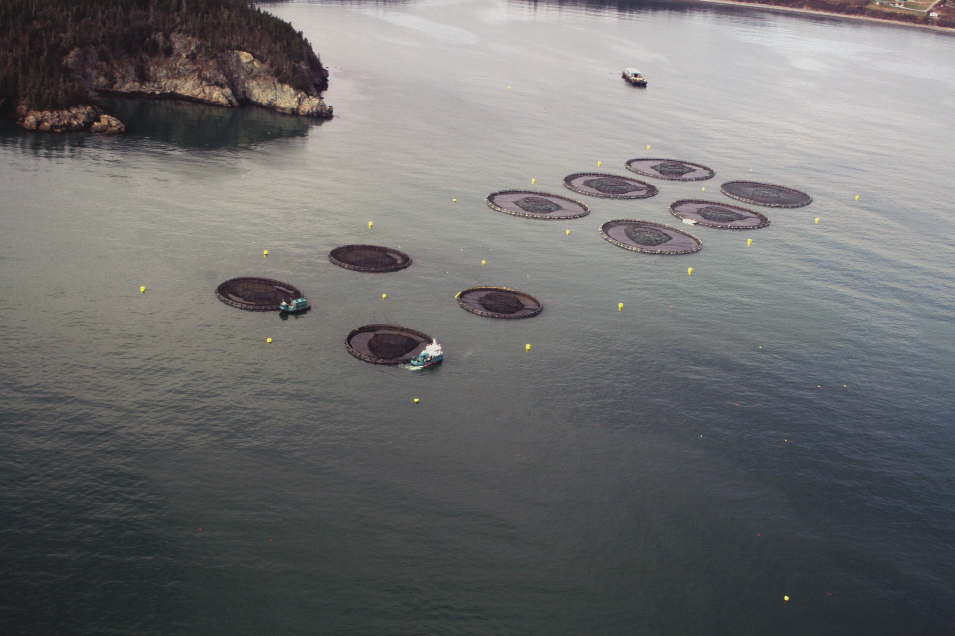 Salmon aquaculture farm in the Bay of Fundy, NB