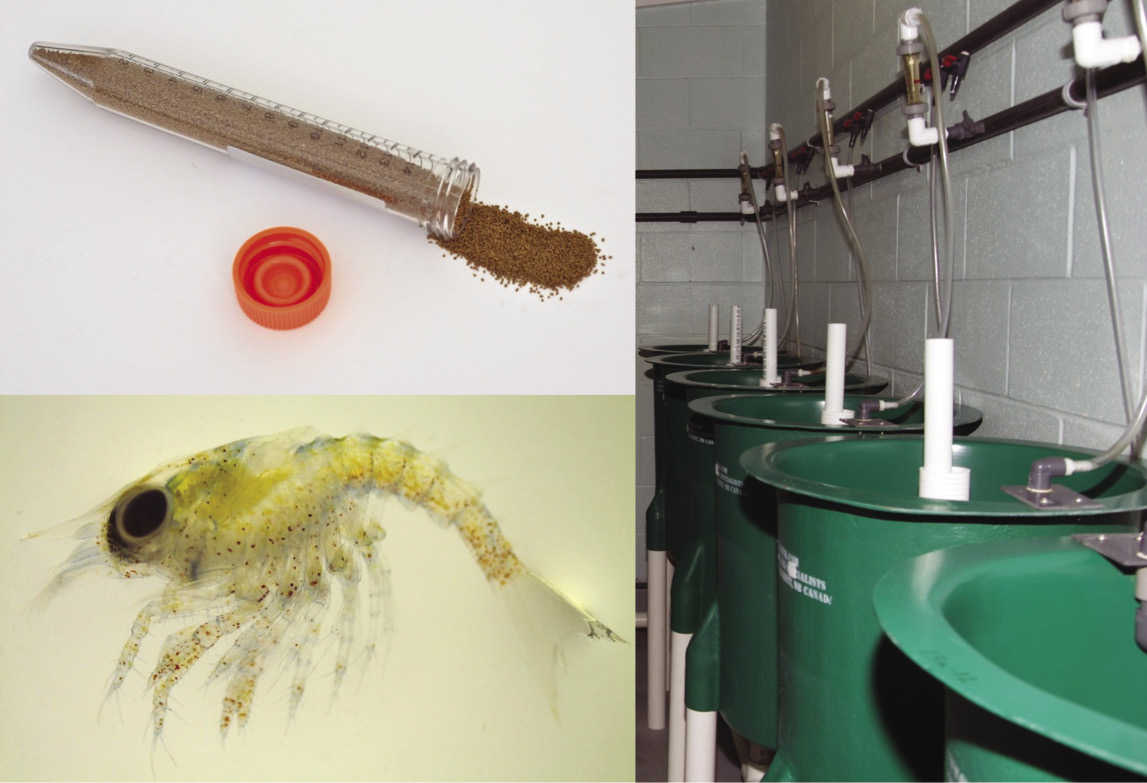 Moulée expérimentale pour homard américain, un jeune stade de homard américain et des bassins expérimentaux