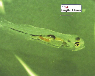 Nine day post hatch larva showing inflated swimbladder and orange Artemia in gut