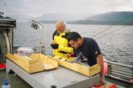 Examen et dénombrement des poux de mer présents sur un saumon du Pacifique capturé à la traîne dans le détroit de la Reine-Charlotte.