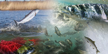 Le saumon et les pêches autochtones