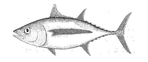 Photo of an Albacore Tuna (Thunnus alalunga)