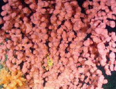 Deep-sea coral