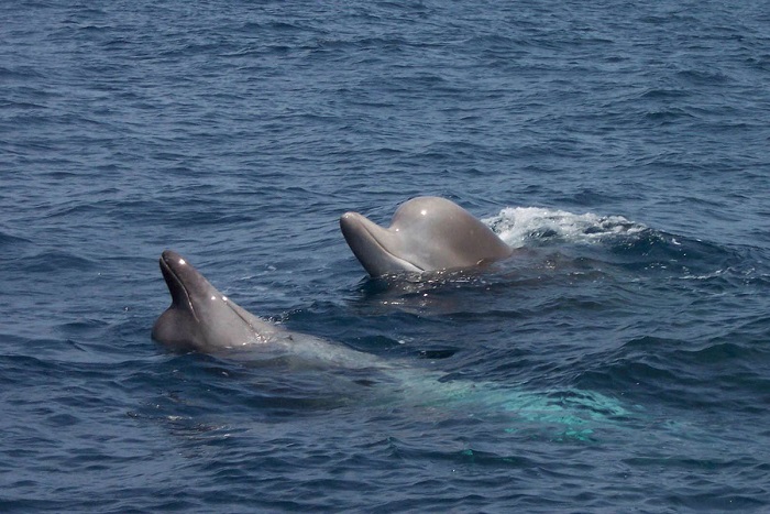 Two northern bottlenose whales swimming.