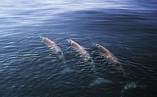 [PHOTO: Trio of dolphins]