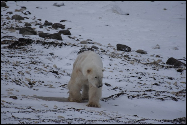Un ours blanc solitaire marchant sur le rivage rocheux enneigé de la baie d’Hudson.