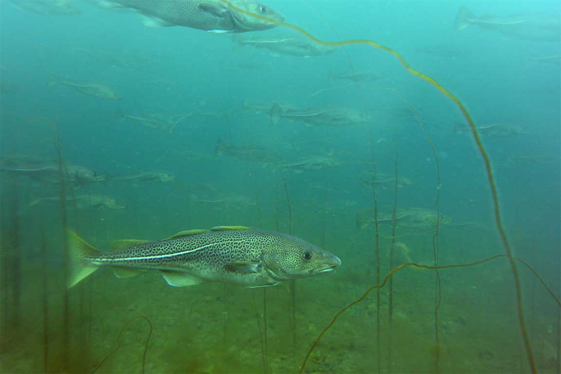 Atlantic cod. NL Divers. Copyright Fisheries and Oceans Canada.