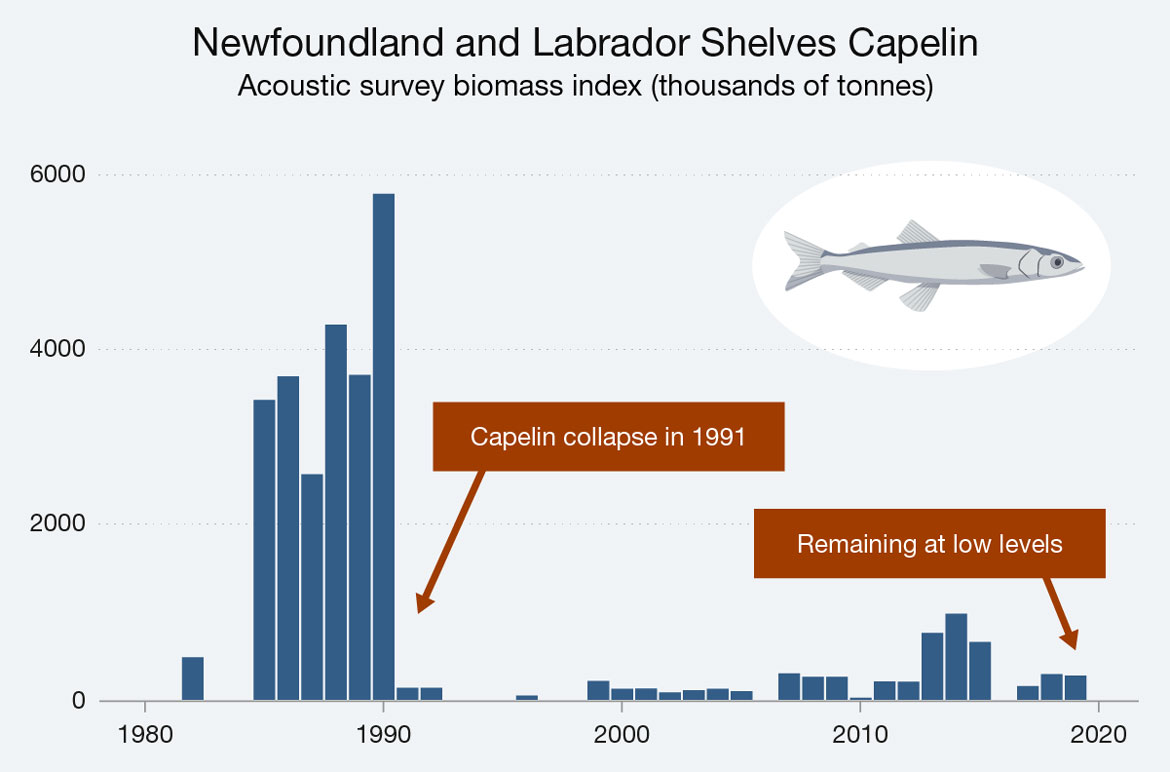 Bar graph illustrating the acoustic survey biomass index of Newfoundland and Labrador Shelves Capelin for the years 1982 to 2020. Text version below.