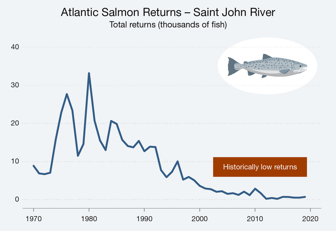 Line graph illustrating Atlantic Salmon returns for the Saint John River for the years 1970 to 2019. Text version below.