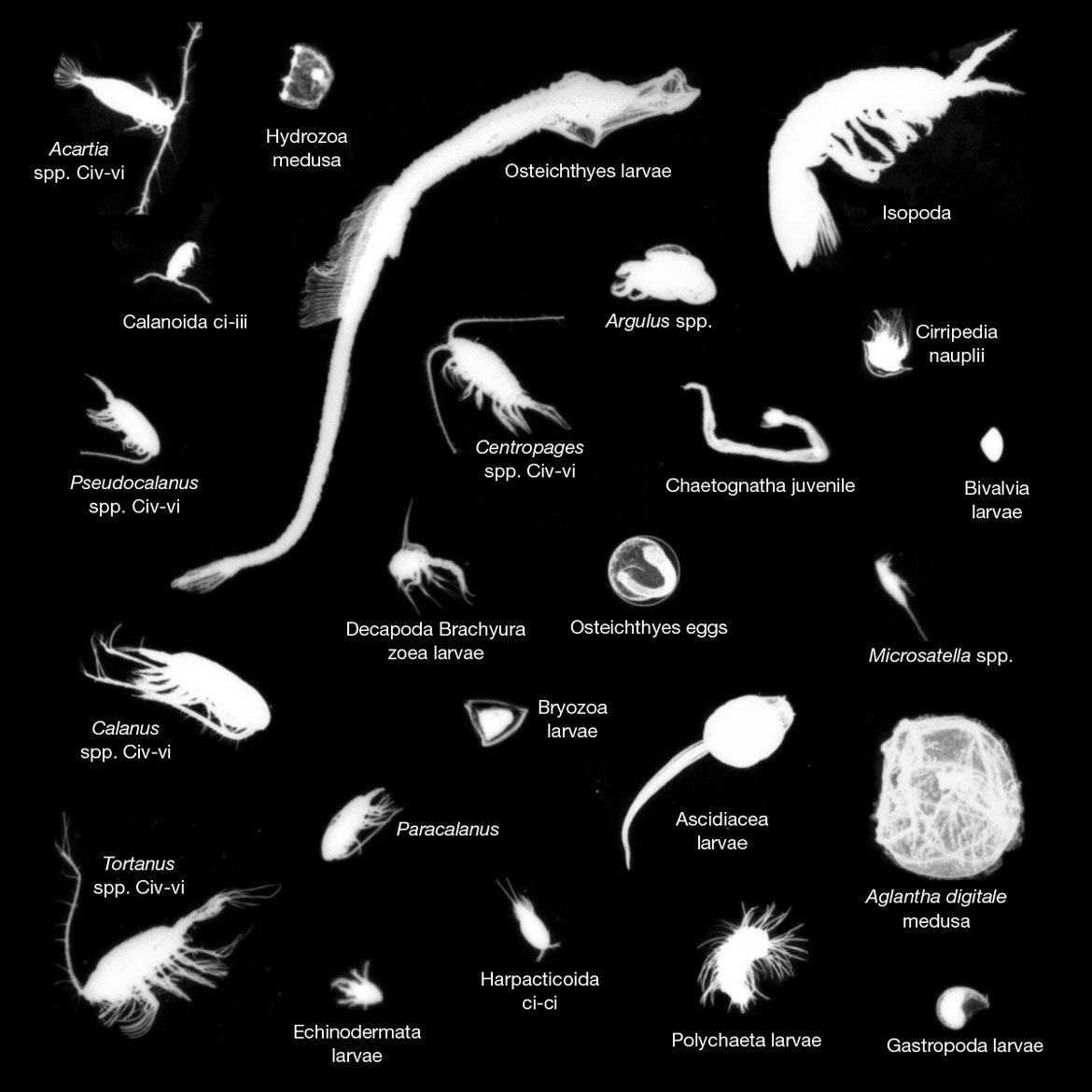 Various types of zooplankton arranged with white photos on a black background. Text version below.