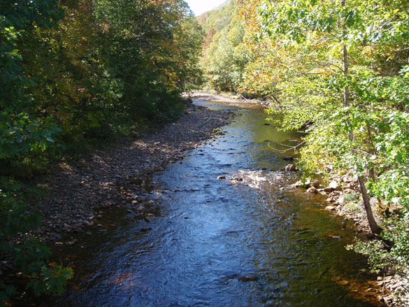 A shallow stream bordered by forest. The left side of the stream has a cobble-rock shore.