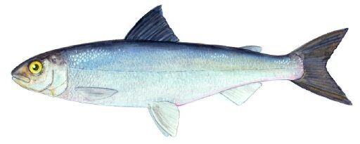 An illustration of a fish with a white belly, dark blue back and forked tail fin.