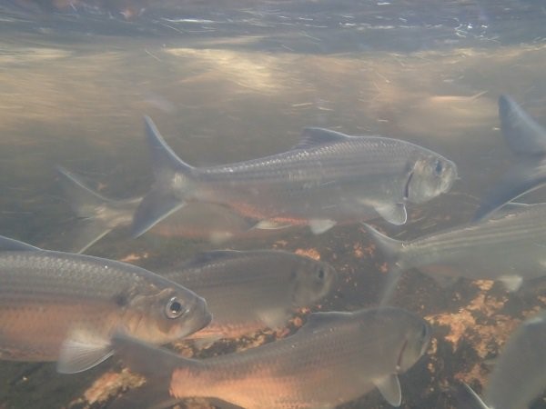 A group of fish are swimming closely together. The fish have silvery sides, an upturned and terminal mouth, and a sharply forked caudal fin.