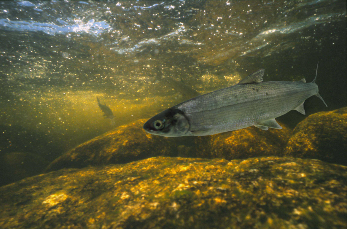 A single Atlantic whitefish is swimming. It has an elongated body with silvery sides and a silvery-to-white belly.