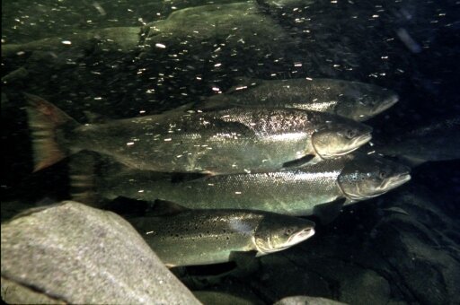 A group of Atlantic salmon swim together. The fish have a pointed head, slightly forked tail fin and a silver belly.