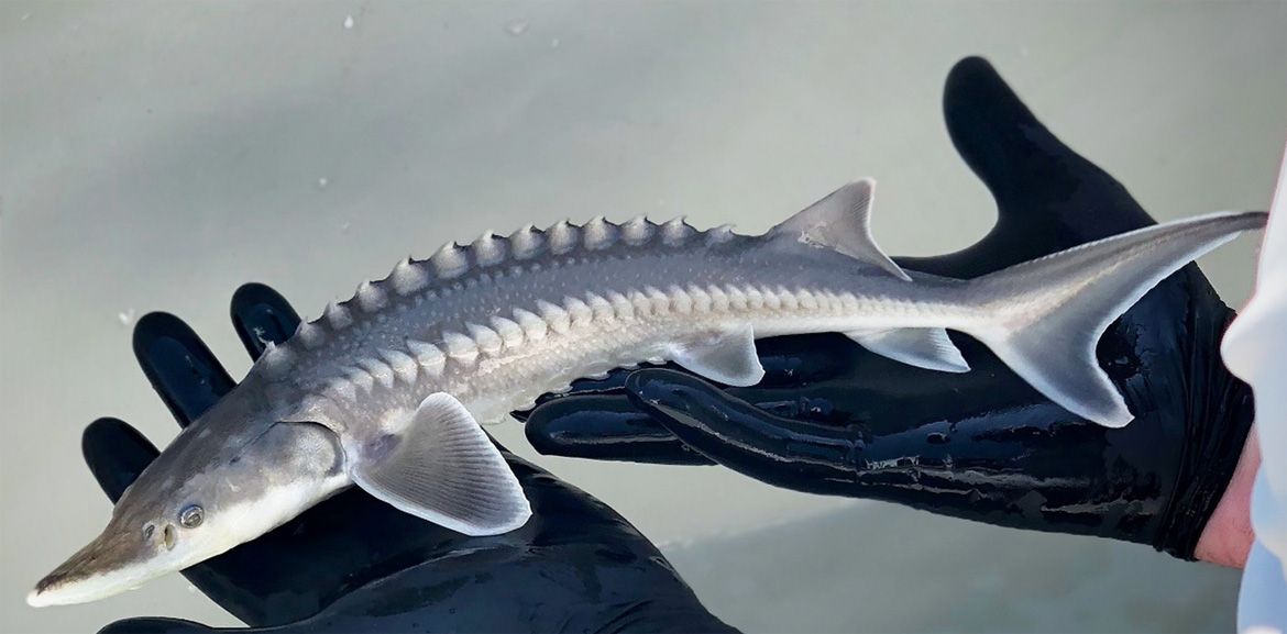 A photo of a small juvenile white sturgeon being held by gloved hands showcasing the fish's sleek body, distinctive ridges along its back, and long pointed snout.
