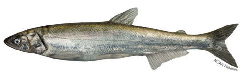 Photo of an adult eulachon. It is approximately 20 centimetres long and has a slender, cylindrical body with a pointed head and a small mouth. Its overall appearance is streamlined and sleek.