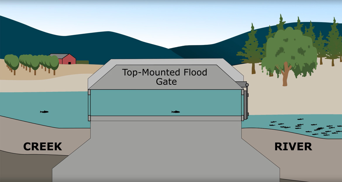 An image of an open metal top-mounted floodgate, which regulates water flow, and allows fish to migrate through it between a river and a creek.