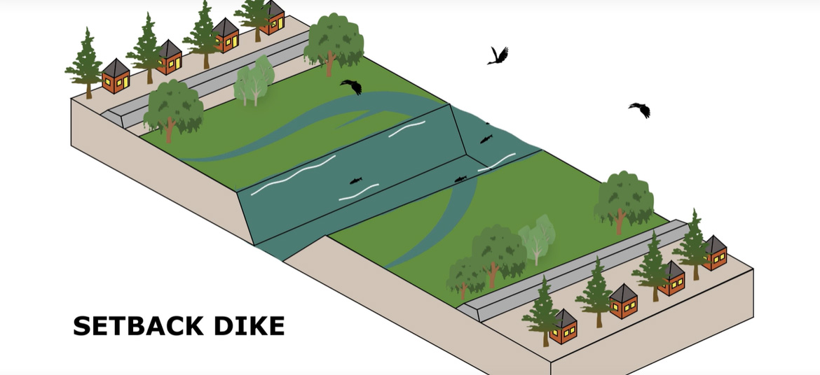 Image of a setback dike. They protect fish habitat by providing benefits like more natural floodplains for water to settle in and creating more refuge area for fish.