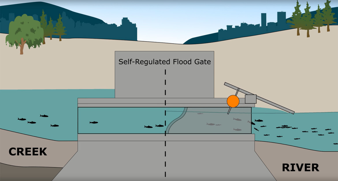 Image of a self-regulated metal flood gate that controls the flow between creek and river water. The gate opens and closes automatically based on water levels, preventing flooding during heavy rains, and allowing fish passage.