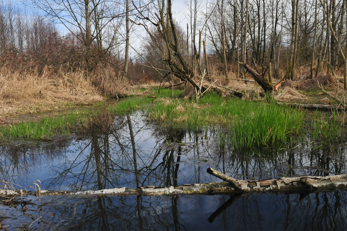 Photo of an off-channel habitat for fish with plenty of comprised trees, shrubs, grasses, and low-velocity water.