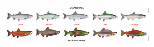 Photo of the five Pacific salmon species exhibiting both breeding and non-breeding coloration: coho, Chinook, chum, pink, and sockeye salmon.