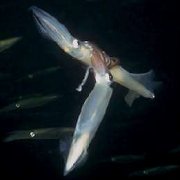 opal squid