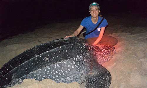 Leatherback Sea Turtles do not come on shore in Canada. They only ever come ashore to nest on warm beaches. This female leatherback is nesting on Matura Beach in Trinidad and Tobago. The nesting process takes about two hours. Researchers use red lights, which do not bother the turtles. White light may cause them to leave the beach before laying their eggs. Photo credit: Canadian Sea Turtle Network