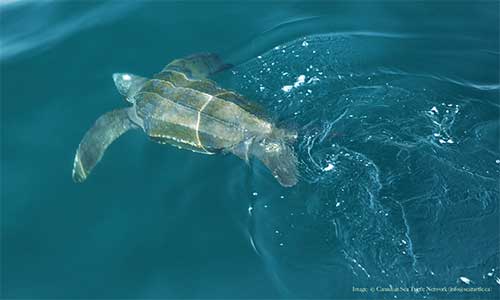 A Leatherback sea turtle dives in the waters off Nova Scotia. In Canada, they spend the majority of their time within sunlit depths. However, they can dive up to 300 metres – and dives of up to 1.2 km have been recorded. Photo credit: Canadian Sea Turtle Network