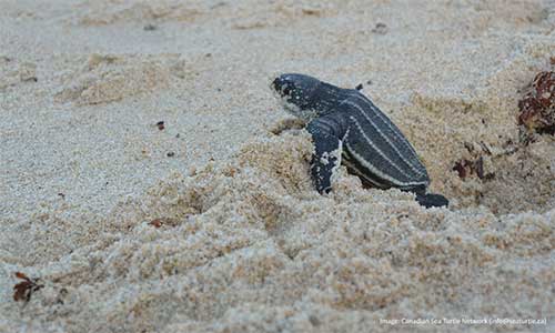 This is a hatchling leatherback turtle crawling out of its nest and heading toward the sea on a beach in Trinidad and Tobago. When leatherbacks hatch, they can fit in the palm of your hand and weigh about as much as a chocolate bar. Adult Leatherbacks that frequent Atlantic Canadian waters have shells around 1.5 metres in length and weigh about 400 kg. Photo credit: Canadian Sea Turtle Network
