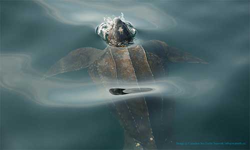 Si vous regardez attentivement, vous pourrez constater que cette tortue mange une cyanée (méduse). Quand viennent l’été et l’automne, les tortues luth convergent vers les eaux canadiennes de l’Atlantique, qui constituent la plus grande aire d’alimentation de l’océan Atlantique pour ces tortues de mer en voie de disparition. La gorge et l’œsophage de la tortue luth sont recouverts d’épines, ce qui facilite l’ingestion de méduses glissantes. Credit photo : Canadian Sea Turtle Network