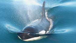 Photo: killer whale
