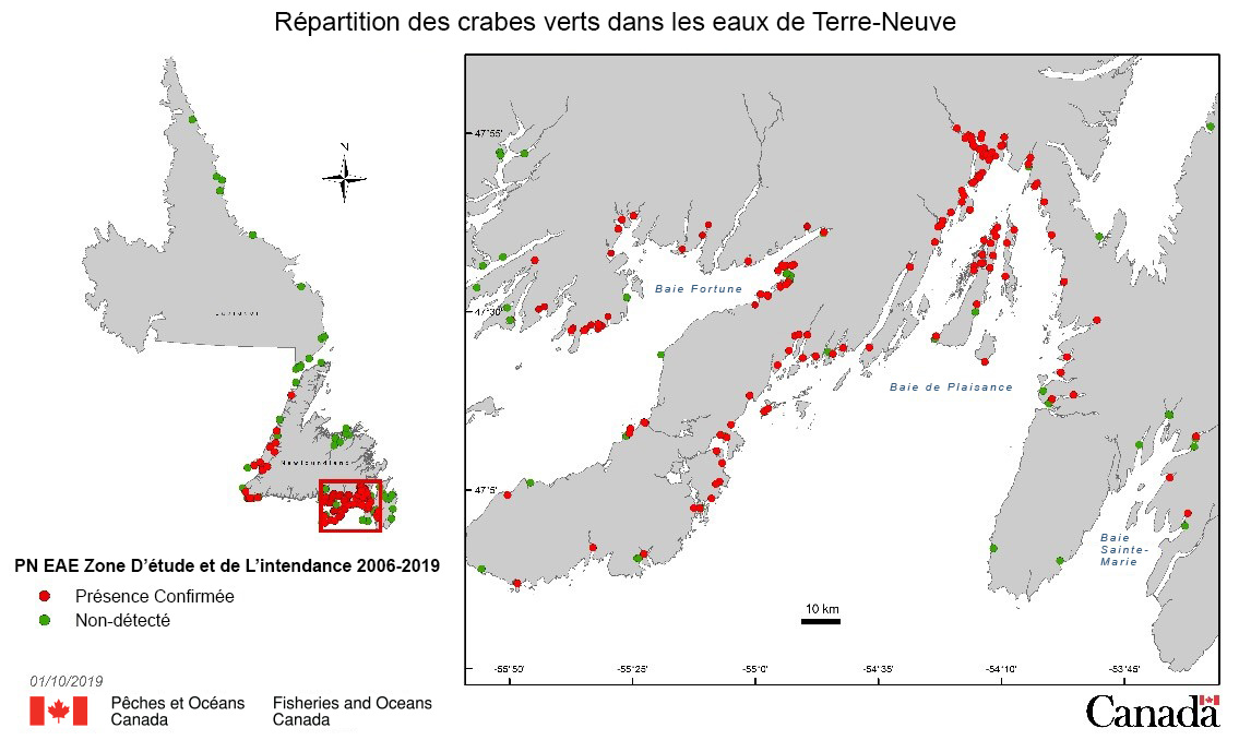 Distribution du crabe vert dans les eaux de Terre-Neuve-et-Labrador.