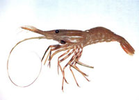Photo: Side view of a prawn (Photo: Steve Sviatko)