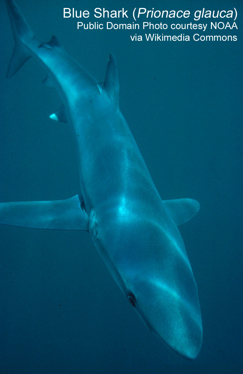 Photo: Blue shark