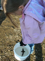 A kindergarten student gets to know her sturgeon before releasing it into the river